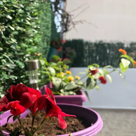 Happy Sun Split